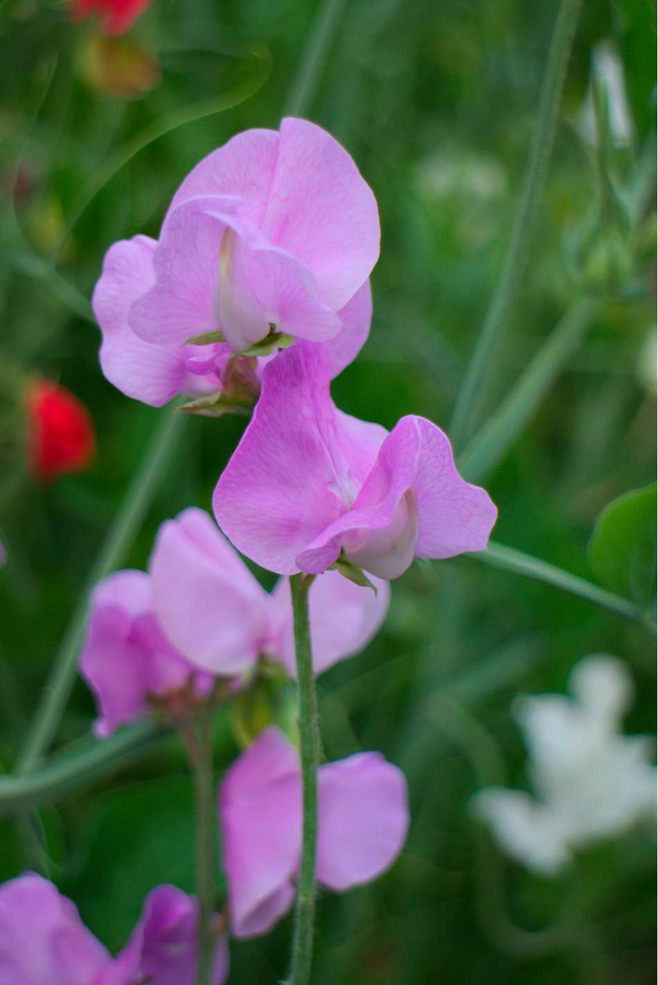 Luktärt 'Royal Lavender' (frö)
